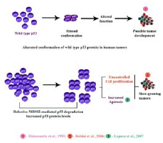 Functional Modulation of the P53 Gene and its Protein in Human Brain ...